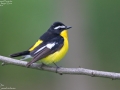 Yellow-rumped Flycatcher