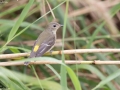 Yellow-rumped Flycatcher