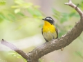 Yellow-rumped Flycatcher