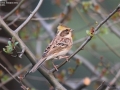 Yellow-throated Bunting