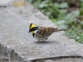 Yellow-throated Bunting
