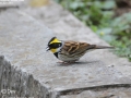 Yellow-throated Bunting