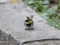 Yellow-throated Bunting
