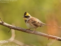 Yellow-throated Bunting