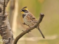 Yellow-throated Bunting
