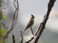 Yellow-throated Bunting