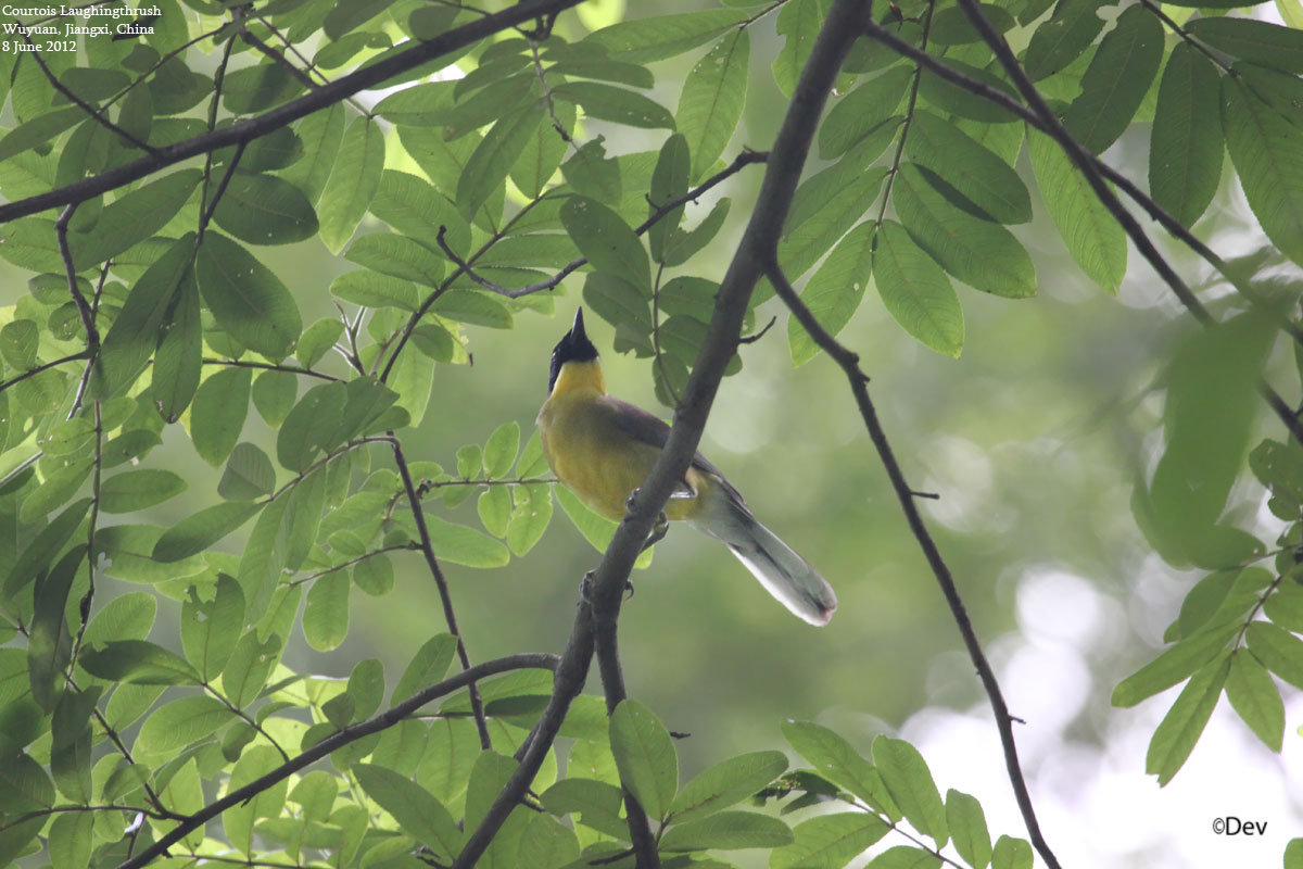 Yellow-throated Laughingthrush