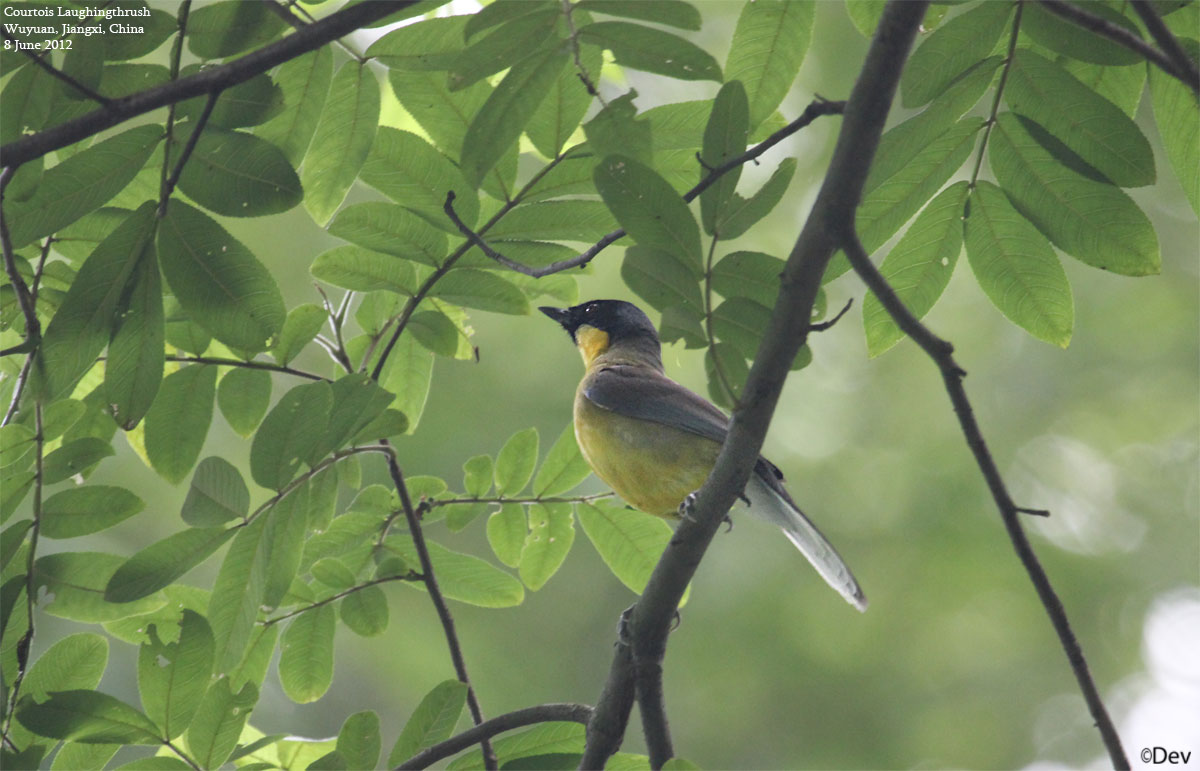 Yellow-throated Laughingthrush