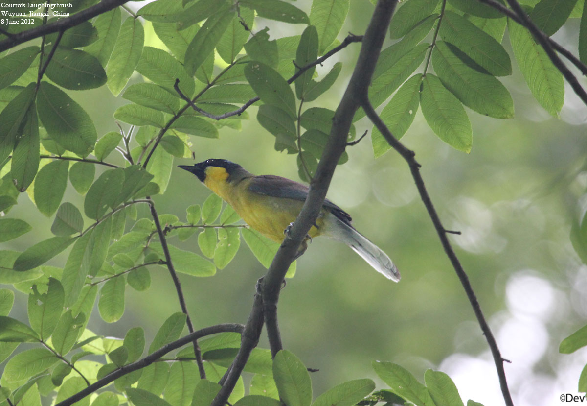 Yellow-throated Laughingthrush
