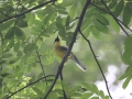 Yellow-throated Laughingthrush