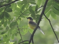 Yellow-throated Laughingthrush