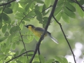 Yellow-throated Laughingthrush