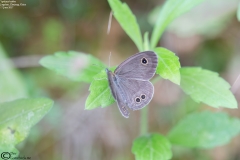 Ypthima baldus