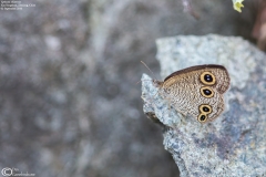 Ypthima chinensis