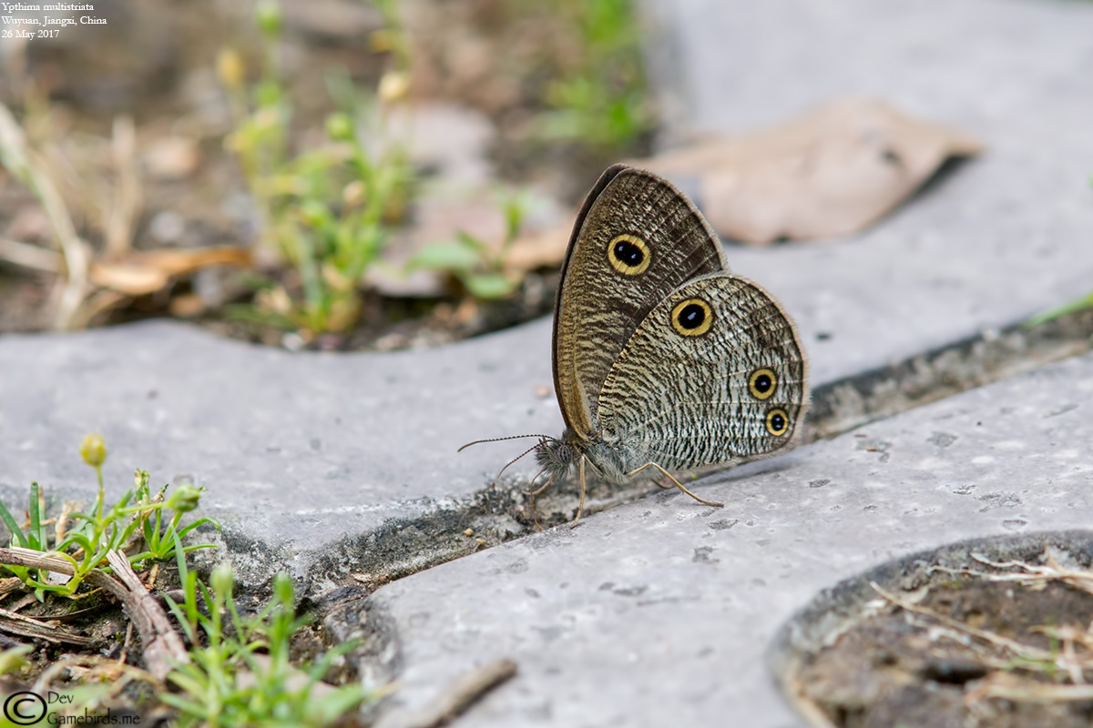 Ypthima multistriata