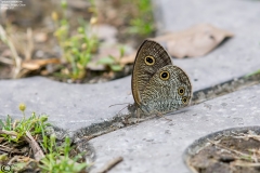 Ypthima multistriata
