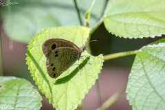 Ypthima zodia