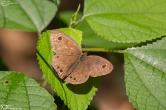 Ypthima zodia