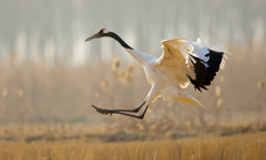 Red-crowned Crane