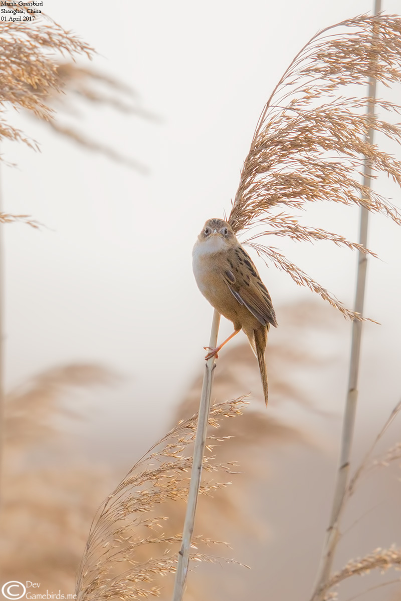 Marsh Grassbird  The Ultimate Avian Prize of Shanghai